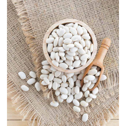 W2016 TYCZNA FAZOLE KRÁSNÁ JAS SEMENA PRO SUCHOU ZELENINU FAZOLE VELKÁ SEMENA 25G