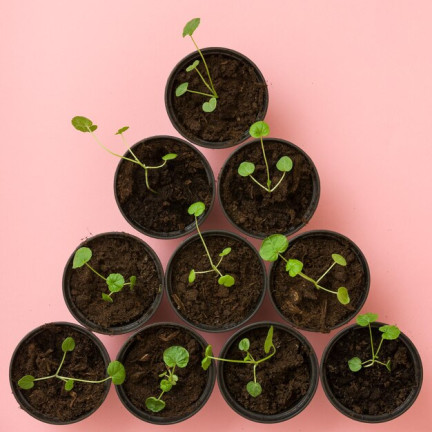 TG67369 KVĚTINÁČE PRO SAZENICE KULATÉ 9CM 100KS