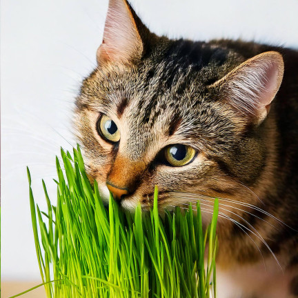 Cat grass, grass seed mix, Kici Mix, Toraf 30g