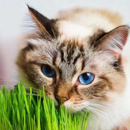 Cat grass, grass seed mix, Kici Mix, Toraf 30g