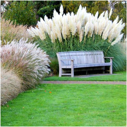 R2249 Pampas grass, feathery inflorescences, the most striking variety: Cortaderia selloana