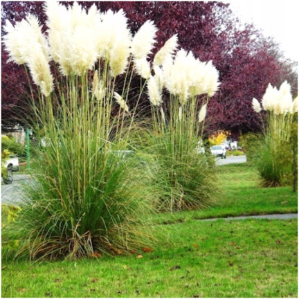 R2249 Pampas grass, feathery inflorescences, the most striking variety: Cortaderia selloana
