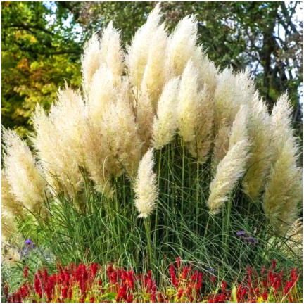 R2249 Pampas grass, feathery inflorescences, the most striking variety: Cortaderia selloana