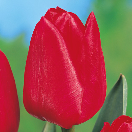 CEB12 TULIPAN CEBULKI TULIPANÓW CEBULKA KWIATÓW czerwone 