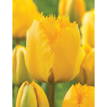 CEB3 TULIP CRYSTAL STAR BLUMENZWIEBEL 50 STÜCK.