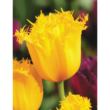 CEB3 TULIP CRYSTAL STAR BLUMENZWIEBEL 50 STÜCK.