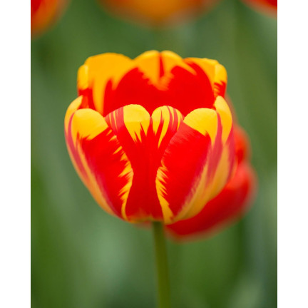 CEB1 TULIP BANJA LUKA BLUMENZWIEBELN 50 STÜCK.