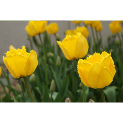 CEB3 TULIP CRYSTAL STAR BLUMENZWIEBEL 50 STÜCK.