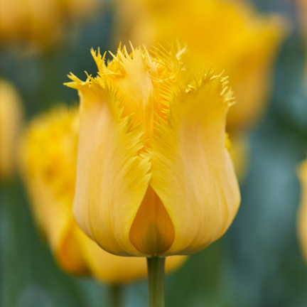 CEB3 TULIP CRYSTAL STAR BLUMENZWIEBEL 50 STÜCK.