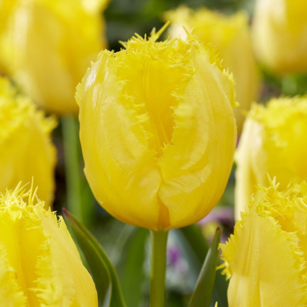 CEB3 TULIP CRYSTAL STAR BLUMENZWIEBEL BLUMENZWIEBELN 50 STÜCK