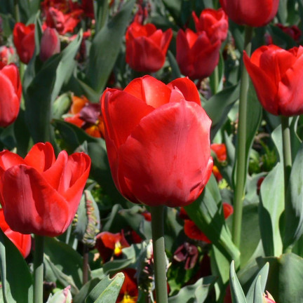 CEB12 TULIPAN CEBULKI TULIPANÓW CEBULKA KWIATÓW czerwone 