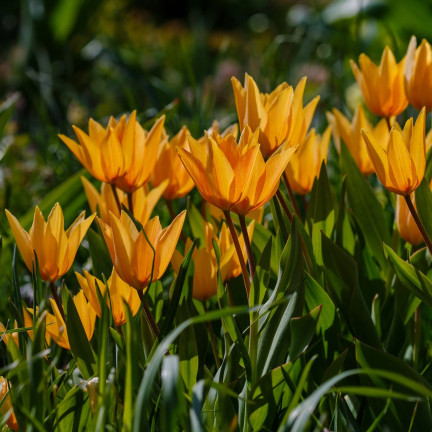 CEB5 TULIP PRAESTANS SHOGUN BLUMENZWIEBEL 50 STÜCK.