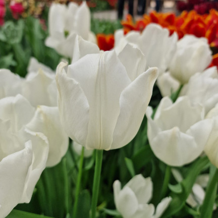 CEB17 TULIPAN CEBULKI TULIPANÓW CEBULKA KWIATÓW BIAŁE WHITE MARVEL 50SZT