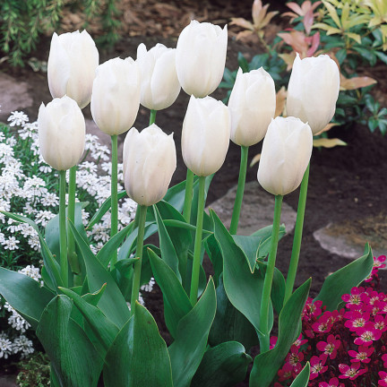 CEB17 TULIPAN CEBULKI TULIPANÓW CEBULKA KWIATÓW BIAŁE WHITE MARVEL 50SZT