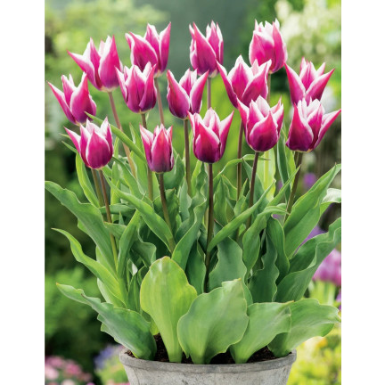 CEB2 LILA TULPE CLAUDIA BLUMENZWIEBEL 50 STÜCK.