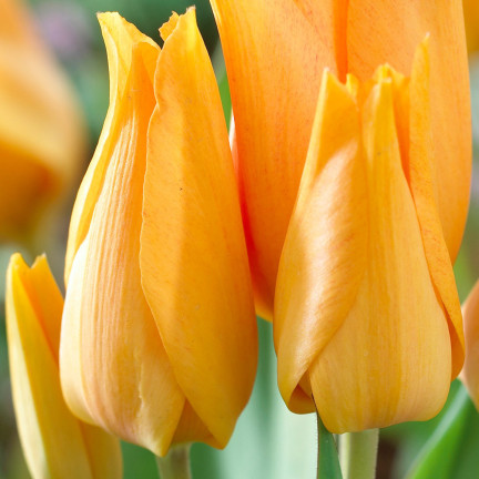 CEB5 TULIP PRAESTANS SHOGUN BLUMENZWIEBEL 50 STÜCK.