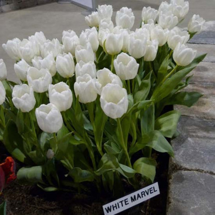 CEB17 TULIPAN CEBULKI TULIPANÓW CEBULKA KWIATÓW BIAŁE WHITE MARVEL 50SZT