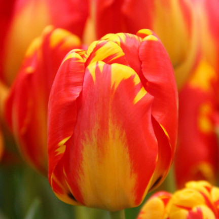 CEB1 TULPE BANJA LUKA BLUMENZWIEBEL BLUMENZWIEBELN 50 STÜCK