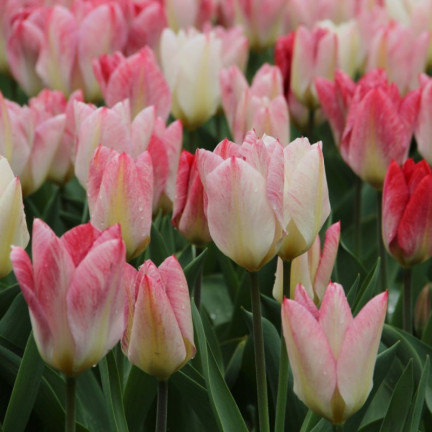 CEB4 TULIP FLAMINGO PURISSIMA BLUMENZWIEBEL 50 STÜCK.