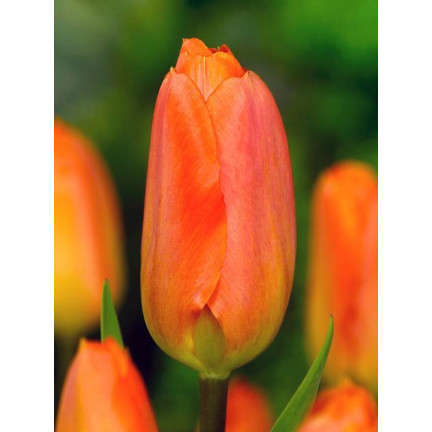 CEB13 TULIPAN CEBULKI TULIPANÓW CEBULKA KWIATÓW POMARAŃCZOWE 