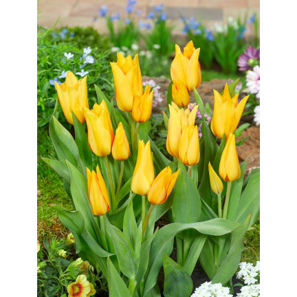 CEB5 TULIP PRAESTANS SHOGUN BLUMENZWIEBEL 50 STÜCK.