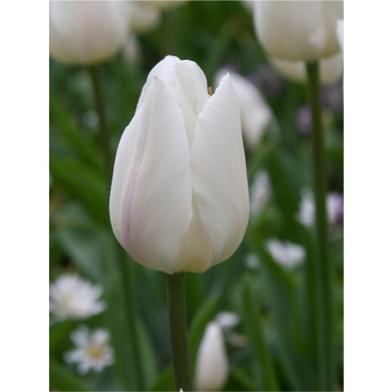 CEB17 TULIPAN CEBULKI TULIPANÓW CEBULKA KWIATÓW BIAŁE WHITE MARVEL 50SZT
