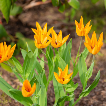 CEB5 TULIP PRAESTANS SHOGUN BLUMENZWIEBEL 50 STÜCK.