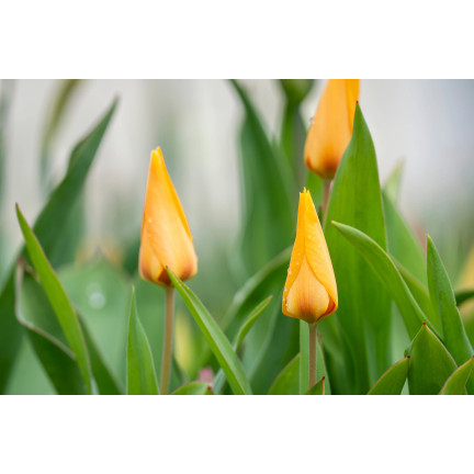 CEB5 TULIP PRAESTANS SHOGUN BLUMENZWIEBEL 50 STÜCK.