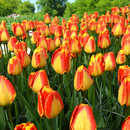 CEB1 TULIP BANJA LUKA BLUMENZWIEBELN 50 STÜCK.