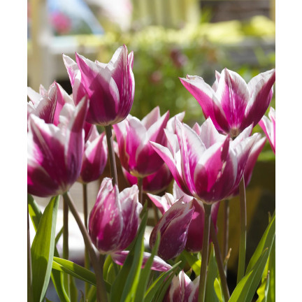 CEB2 LILA TULPE CLAUDIA BLUMENZWIEBEL 50 STÜCK.