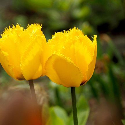 CEB3 TULIP CRYSTAL STAR BLUMENZWIEBEL 50 STÜCK.