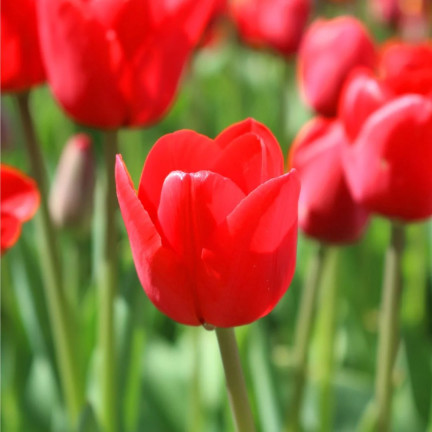 CEB12 TULIPAN CEBULKI TULIPANÓW CEBULKA KWIATÓW czerwone 