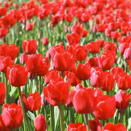CEB12 TULIPAN CEBULKI TULIPANÓW CEBULKA KWIATÓW czerwone 