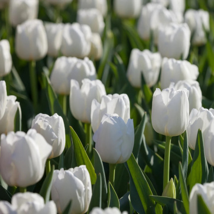 CEB17 TULIPAN CEBULKI TULIPANÓW CEBULKA KWIATÓW BIAŁE WHITE MARVEL 50SZT