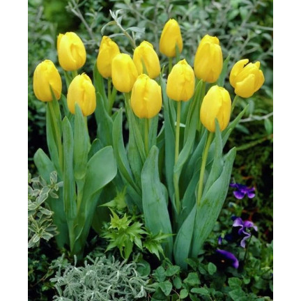 CEB7 TULPE GELB ENGEL BLUME ZWIEBEL 50PCS.