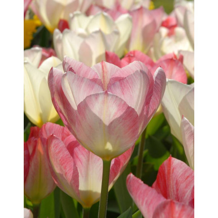 CEB4 TULIP FLAMINGO PURISSIMA BLUMENZWIEBEL 50 STÜCK.