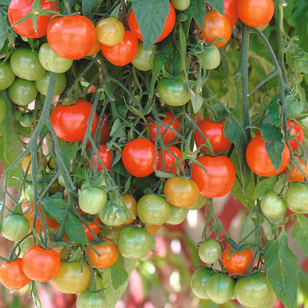 W5222 KIRSCHTOMATEN BAJAJA 0.3G TOMATENSAMEN KIRSCHTOMATEN FÜR DEN BALKON