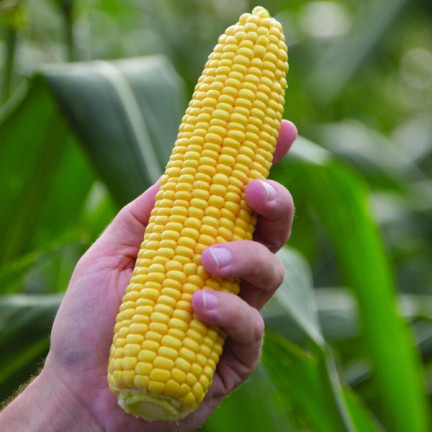 W1097 SEMÍNKA KUKUŘICE CANDY CORN GOLDEN BANTAM ORIGINAL SWEET 20G