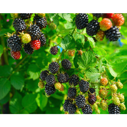 SUM77 Sumin Fertilizer for Strawberries, Wild Strawberries, Raspberries, and Blackberries, Optimal Formula, 1 kg