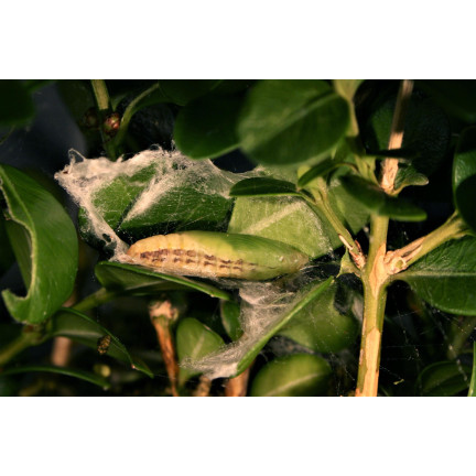 SUM31 Lepinox Plus Insektizid Bekämpft Buchsbaumzünsler-Raupen Sumin 5 g