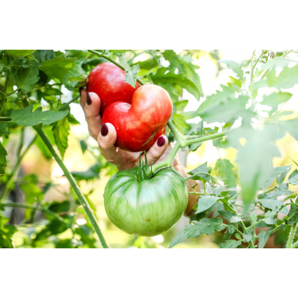 SUM78 Soluble Fertilizer for Tomatoes and Peppers, 250g – Power of Abundance, Bountiful Harvest