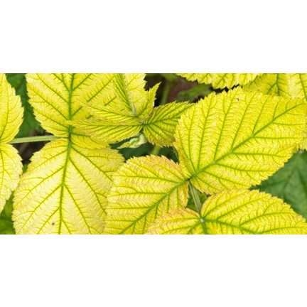 SUM40 HELP PLANT IRON (FE) 20ML, Blattdünger, verhindert physiologische Krankheiten und Wachstumshemmungen