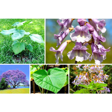 Imperial Paulownia (oxygen tree) CO2