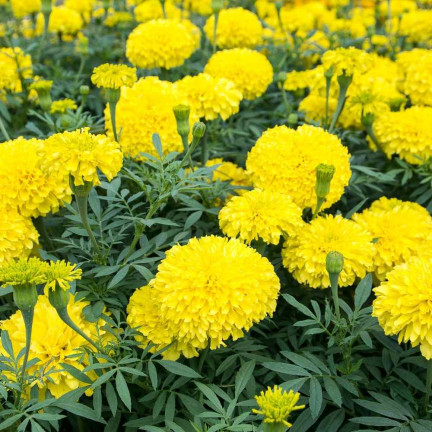 Large-flowered Tagetes 'Moonlight', Tagetes flower seeds, edible flowers, 1 g