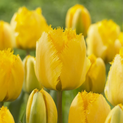CEB3 TULIP CRYSTAL STAR BLUMENZWIEBEL 50 STÜCK.