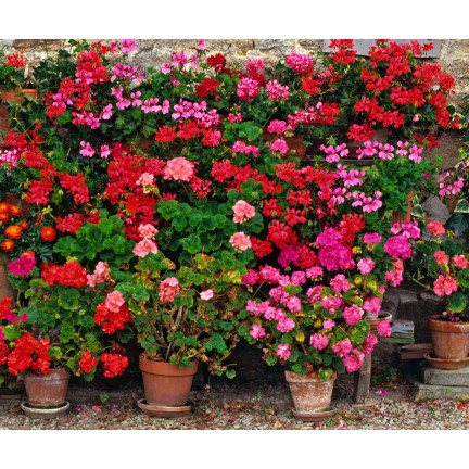 Garden Geranium Mix, Zonal Geranium, Geranium Seed Mix