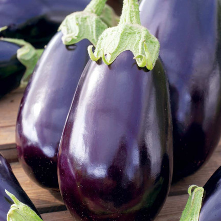 W1003 SEMENA LILKU BLACK BEAUTY PURPLE PEAR OF LOVE 1G