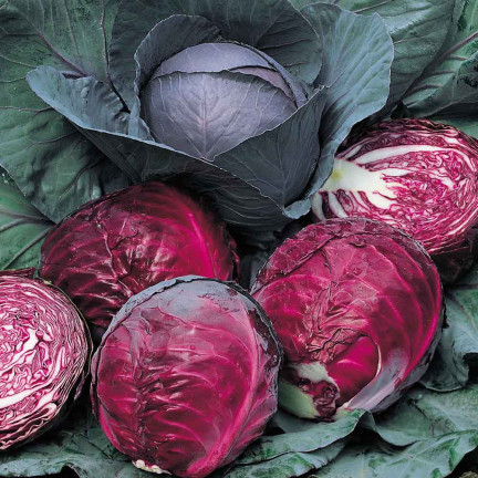 W1086 KOHLSAMEN KOPF ROTMARDER MITTELFRÜH FÜR SALATE