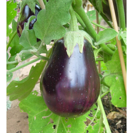 W1003 SEMENA LILKU BLACK BEAUTY PURPLE PEAR OF LOVE 1G