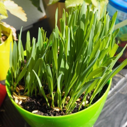 R3365 VELIKONOČNÍ DEKORACE Z OVESNÝCH SEMÍNEK DEKORACE NA VELIKONOČNÍ STŮL 30G